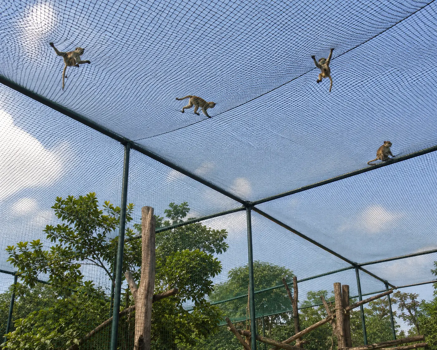 Monkey Safety Nets Installation in Bangalore
